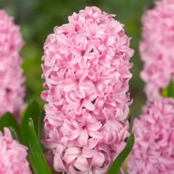 Hyacint blanding - Sæt med 10 - Hyacinthus - Blomsterløg - Flerfarvet