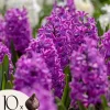 Hyacintløg - 10 stk. sæt - Hyacinthus 'Purple Voice' - Blomsterløg