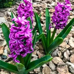 Hyacintløg - 10 stk. sæt - Hyacinthus 'Purple Voice' - Blomsterløg
