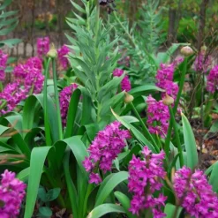 Hyacintløg - 10 stk. sæt - Hyacinthus 'Purple Voice' - Blomsterløg