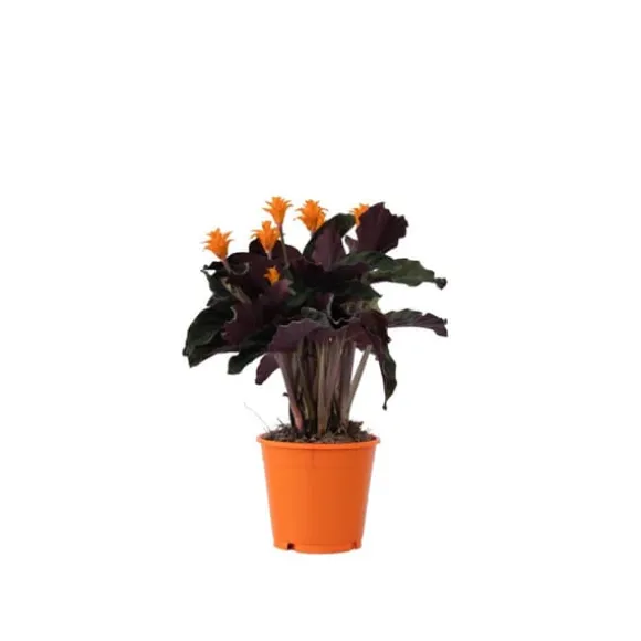 Inkakrone - Calathea crocata 'Tassmania' - Højde 40-50cm - ⌀14cm