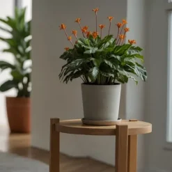Inkakrone - Calathea crocata 'Tassmania' - Højde 40-50cm - ⌀14cm