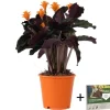 Inkakrone - Calathea crocata 'Tassmania' - Højde 40-50cm - ⌀14cm