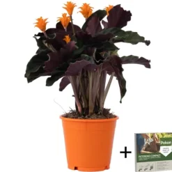 Inkakrone - Calathea crocata 'Tassmania' - Højde 40-50cm - ⌀14cm