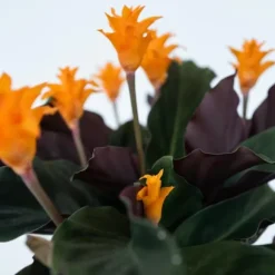 Inkakrone - Calathea crocata 'Tassmania' - Højde 40-50cm - ⌀14cm