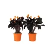 Inkakrone - Sæt med 2 - Calathea crocata 'Tassmania' - Højde 40-50cm - ⌀14cm