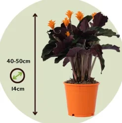 Inkakrone - Sæt med 2 - Calathea crocata 'Tassmania' - Højde 40-50cm - ⌀14cm