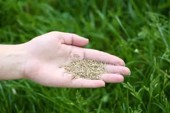 Invest Green Universal Selvkomprimerende Græsblanding 5 kg 200 m²