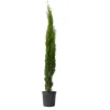 Italiensk cypres - Cupressus sempervirens - Højde 70-80cm - ⌀19cm