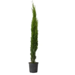 Italiensk cypres - Cupressus sempervirens - Højde 70-80cm - ⌀19cm