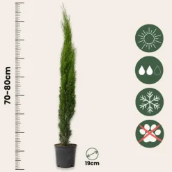 Italiensk cypres - Cupressus sempervirens - Højde 70-80cm - ⌀19cm