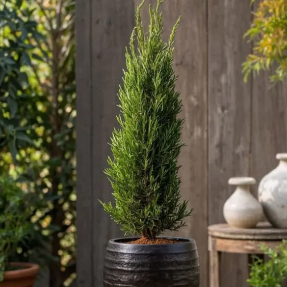 Italiensk cypres - Cupressus sempervirens - Højde 70-80cm - ⌀19cm
