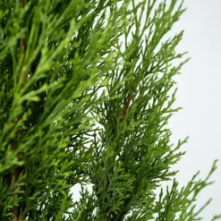Italiensk cypres - Cupressus sempervirens - Højde 70-80cm - ⌀19cm