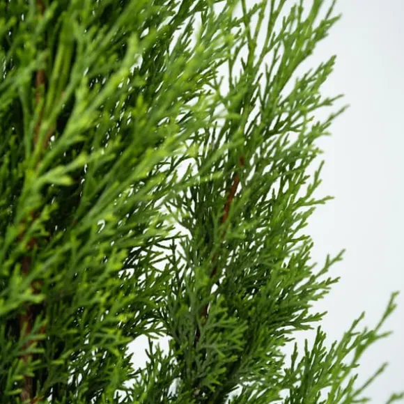 Italiensk cypres - Cupressus sempervirens - Højde 70-80cm - ⌀19cm