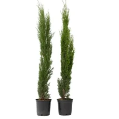 Italiensk cypres - Sæt med 2 - Cupressus sempervirens - Højde 70-80cm - ⌀19cm