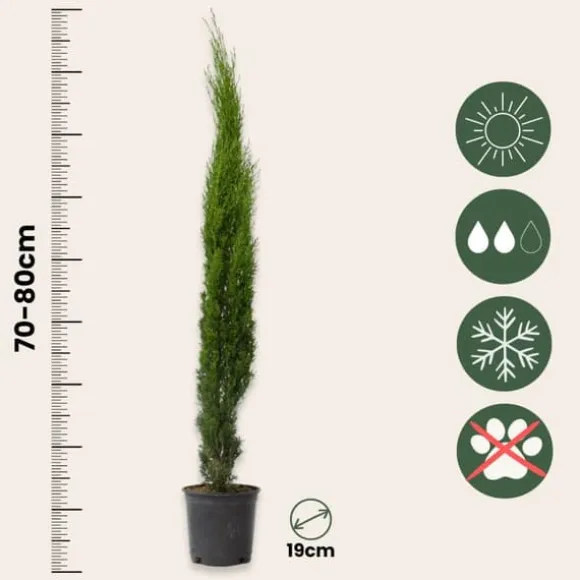 Italiensk cypres - Sæt med 2 - Cupressus sempervirens - Højde 70-80cm - ⌀19cm