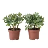 Jadeplante - 2 stk - Crassula arborescens 'Curly' - Potte 12 cm