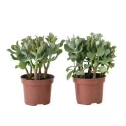 Jadeplante - 2 stk - Crassula arborescens 'Curly' - Potte 12 cm