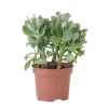 Jadeplante - Crassula arborescens 'Curly' - Højde 15-25 cm - Potte 12 cm