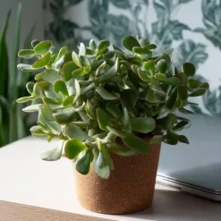 Jadeplante - Crassula arborescens 'Curly' - Højde 15-25 cm - Potte 12 cm