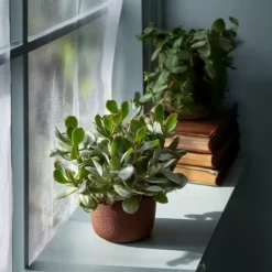 Jadeplante - Crassula arborescens 'Curly' - Højde 15-25 cm - Potte 12 cm