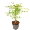 Japansk ahorn - Acer palmatum 'Ukigumo' - Højde 50-60cm - ⌀19cm