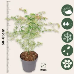 Japansk ahorn - Acer palmatum 'Ukigumo' - Højde 50-60cm - ⌀19cm
