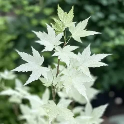 Japansk ahorn - Acer palmatum 'Ukigumo' - Højde 50-60cm - ⌀19cm