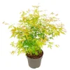 Japansk ahorn - Acer palmatum 'Orange Lace' - Højde 60-70cm - ⌀19cm