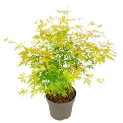 Japansk ahorn - Acer palmatum 'Orange Lace' - Højde 60-70cm - ⌀19cm