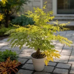 Japansk ahorn - Acer palmatum 'Orange Lace' - Højde 60-70cm - ⌀19cm