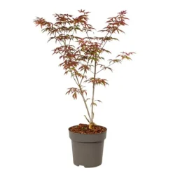 Japansk ahorn - Acer palmatum 'Starfish' - Højde 60-70cm - ⌀19cm