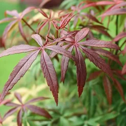 Japansk ahorn - Acer palmatum 'Starfish' - Højde 60-70cm - ⌀19cm