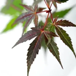 Japansk ahorn - Acer palmatum 'Starfish' - Højde 60-70cm - ⌀19cm
