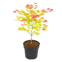 Japansk ahorn - Acer palmatum 'Moonrise' - Højde 40-50cm - ⌀19cm