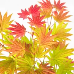 Japansk ahorn - Acer palmatum 'Moonrise' - Højde 40-50cm - ⌀19cm