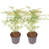 Japansk ahorn - Sæt med 2 - Acer palmatum 'Ukigumo' - Højde 50-60cm - ⌀19cm