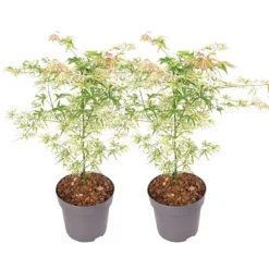 Japansk ahorn - Sæt med 2 - Acer palmatum 'Ukigumo' - Højde 50-60cm - ⌀19cm