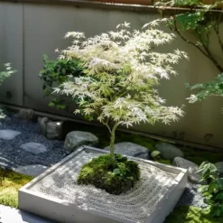 Japansk ahorn - Sæt med 2 - Acer palmatum 'Ukigumo' - Højde 50-60cm - ⌀19cm