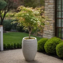 Japansk ahorn - Sæt med 2 - Acer palmatum 'Ukigumo' - Højde 50-60cm - ⌀19cm
