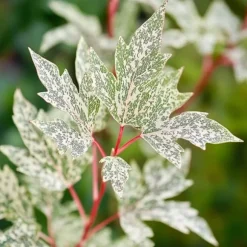Japansk ahorn - Sæt med 2 - Acer palmatum 'Ukigumo' - Højde 50-60cm - ⌀19cm