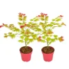 Japansk ahorn - Sæt med 2 - Acer palmatum 'Moonrise' - Højde 40-50cm - ⌀19cm