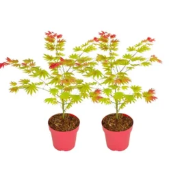 Japansk ahorn - Sæt med 2 - Acer palmatum 'Moonrise' - Højde 40-50cm - ⌀19cm
