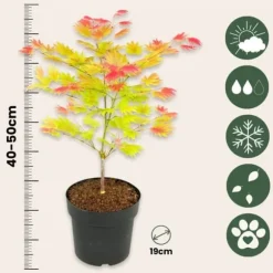 Japansk ahorn - Sæt med 2 - Acer palmatum 'Moonrise' - Højde 40-50cm - ⌀19cm