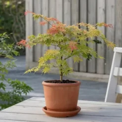 Japansk ahorn - Sæt med 2 - Acer palmatum 'Moonrise' - Højde 40-50cm - ⌀19cm