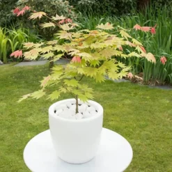 Japansk ahorn - Sæt med 2 - Acer palmatum 'Moonrise' - Højde 40-50cm - ⌀19cm