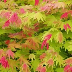 Japansk ahorn - Sæt med 2 - Acer palmatum 'Moonrise' - Højde 40-50cm - ⌀19cm