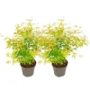 Japansk ahorn - Sæt med 2 - Acer palmatum 'Orange Lace' - Højde 60-70cm - ⌀19cm