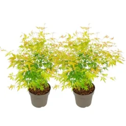 Japansk ahorn - Sæt med 2 - Acer palmatum 'Orange Lace' - Højde 60-70cm - ⌀19cm