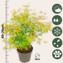Japansk ahorn - Sæt med 2 - Acer palmatum 'Orange Lace' - Højde 60-70cm - ⌀19cm